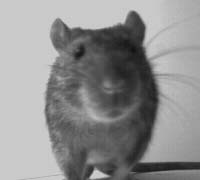rat1.jpg (6518 bytes)