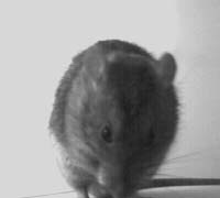 rat2.jpg (5192 bytes)